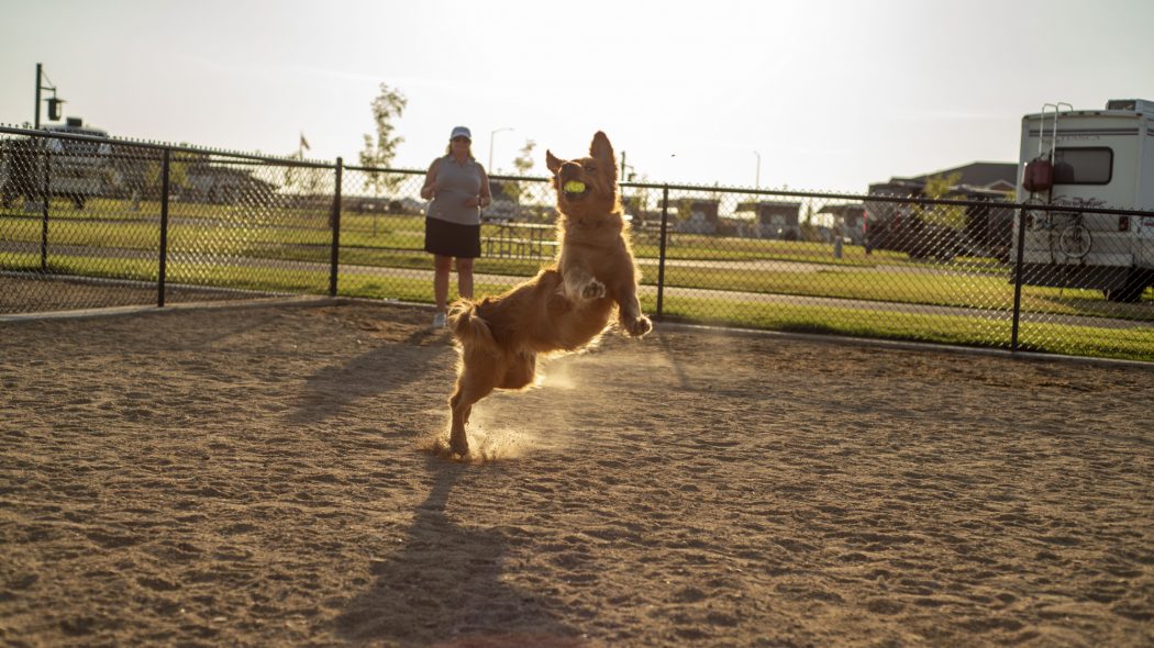 A dog playing in our dog park